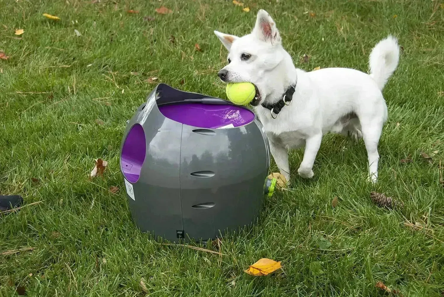 Automatic Dog Ball Launcher All Breed Sizes