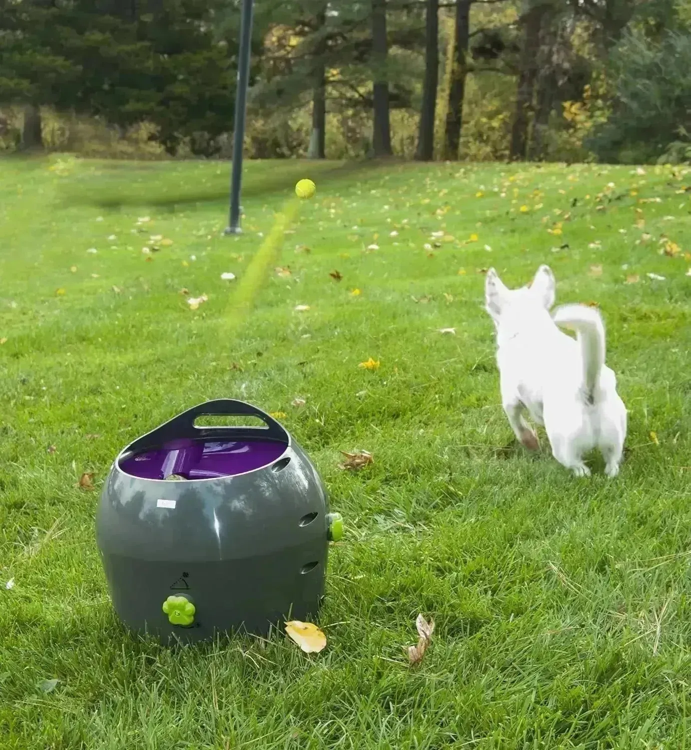 Automatic Dog Ball Launcher All Breed Sizes