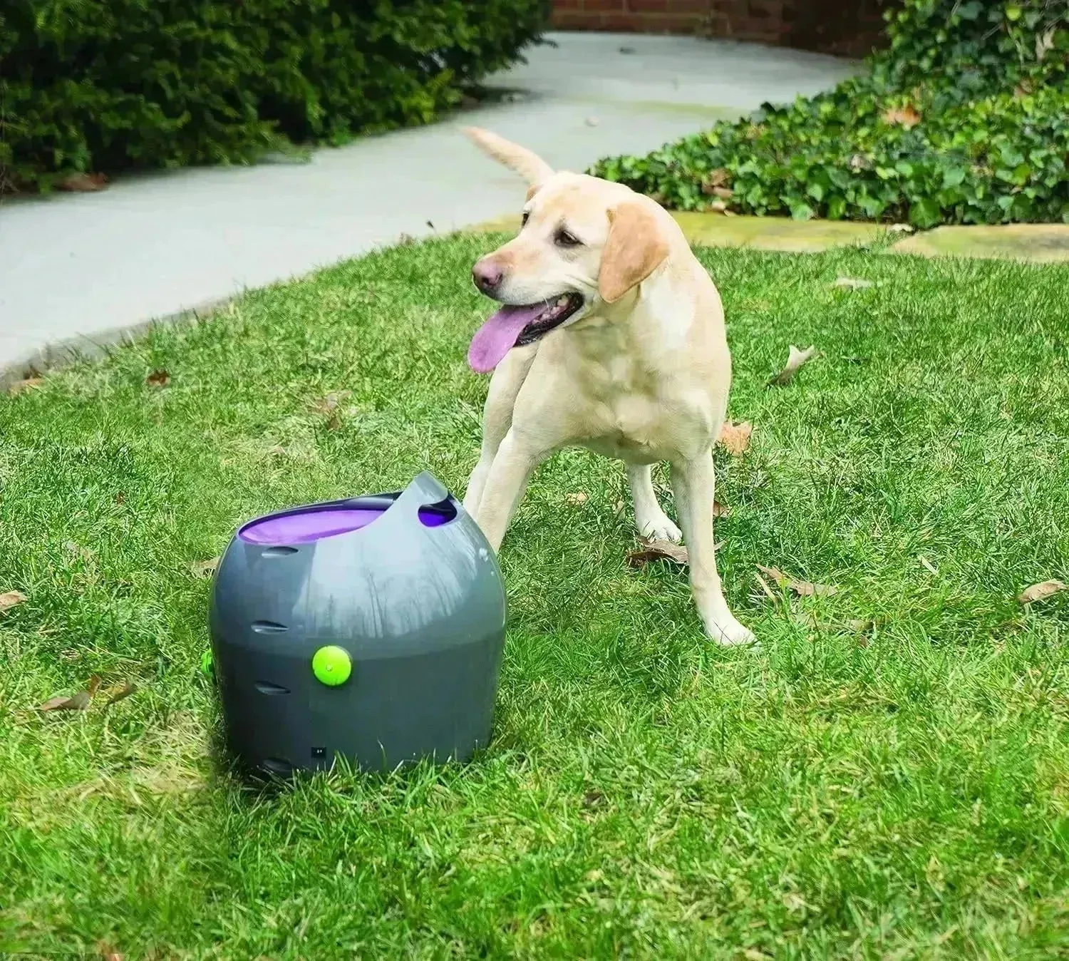 Automatic Dog Ball Launcher All Breed Sizes