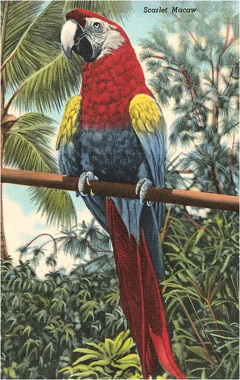 BD-105 Scarlet Macaw - Vintage Image