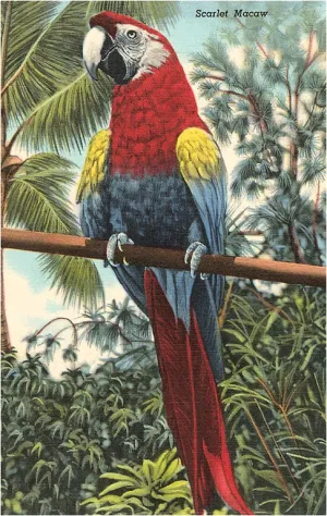 BD-105 Scarlet Macaw - Vintage Image