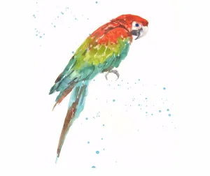 Colorful Parrot