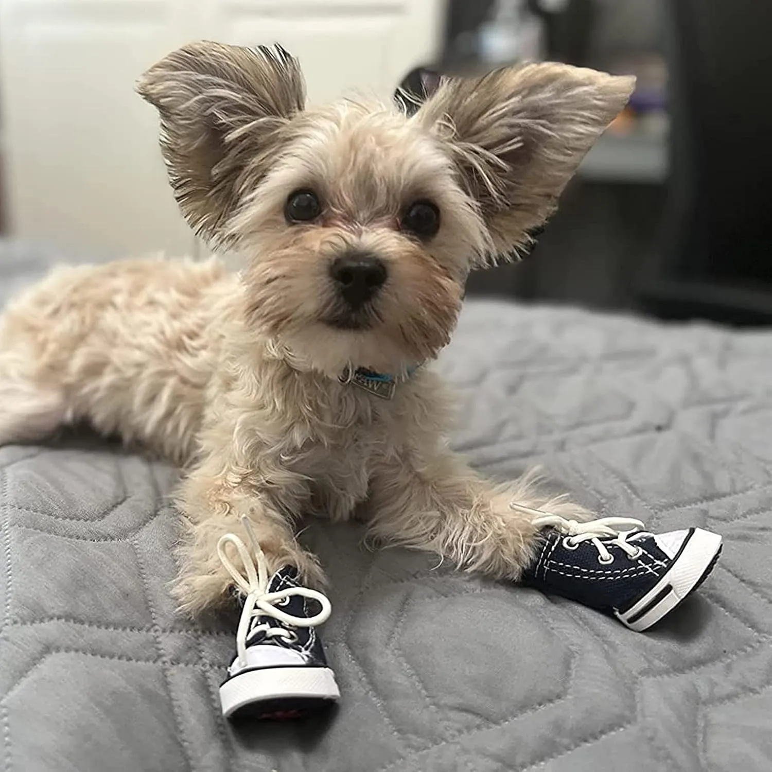 Dog Boots, Dog Shoes Sport Sneaker for Small Medium Large Dogs, Anti-Slip Paw Protectors for Hot Pavement (Size 8, Blue)