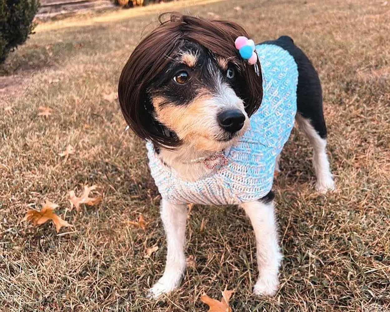 Funny Dog Wig for Small Medium Large Dogs with Free Head Flower, Trimmable Pet Costume Cat Cosplay Decoration for Halloween, Christmas, Parties