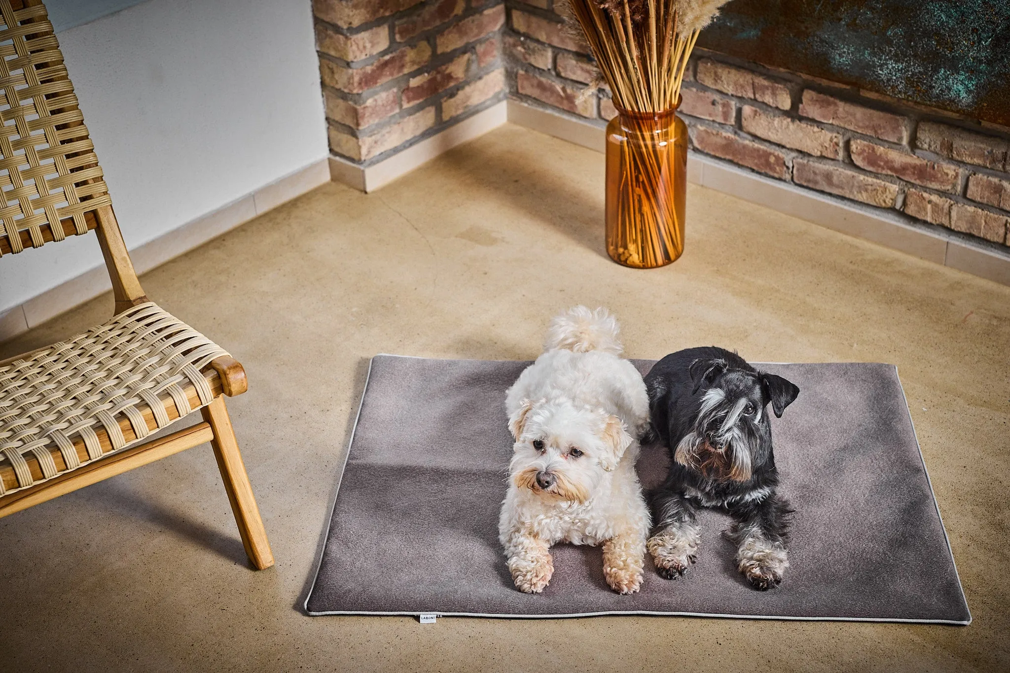 Laboni Multifunctional Outdoor and Travel Dog Blanket Teddy