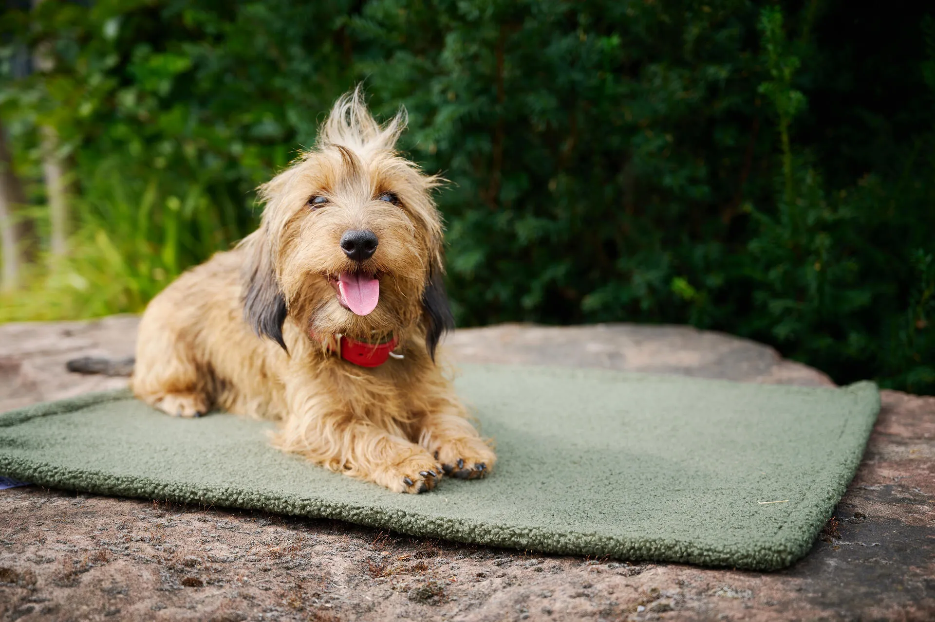 Laboni Multifunctional Outdoor and Travel Dog Blanket Teddy