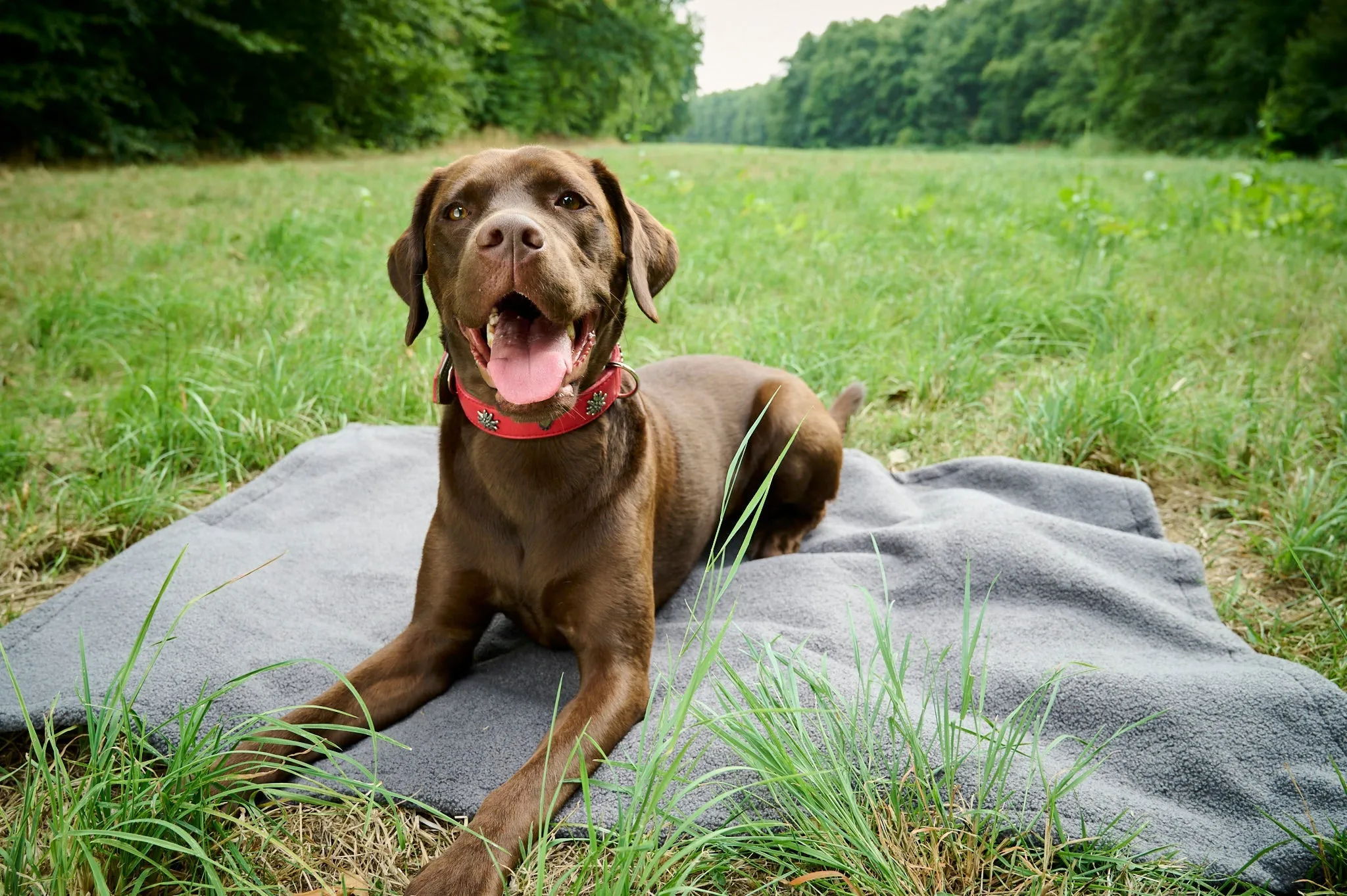 Laboni Multifunctional Outdoor and Travel Dog Blanket Teddy