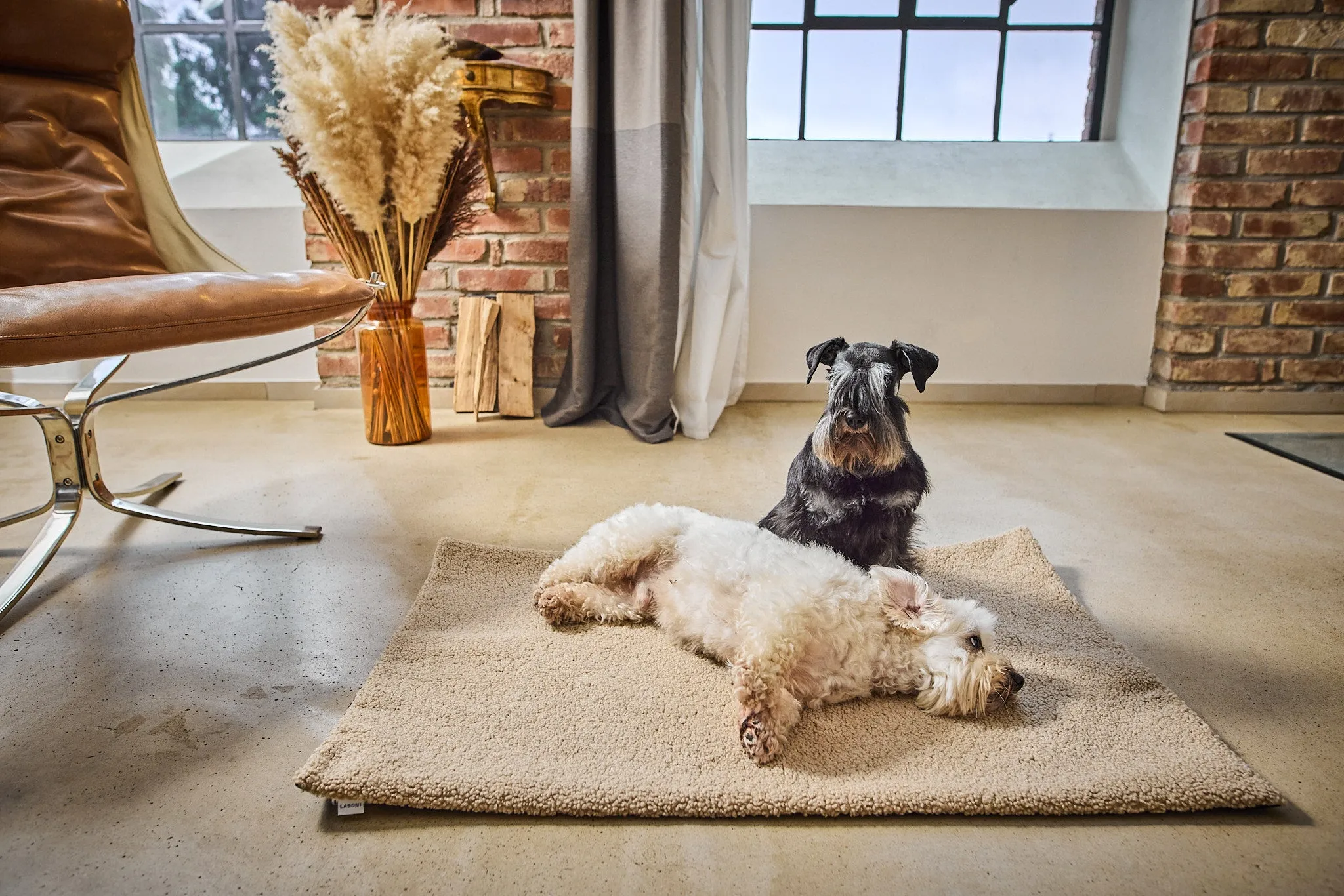 Laboni Multifunctional Outdoor and Travel Dog Blanket Teddy