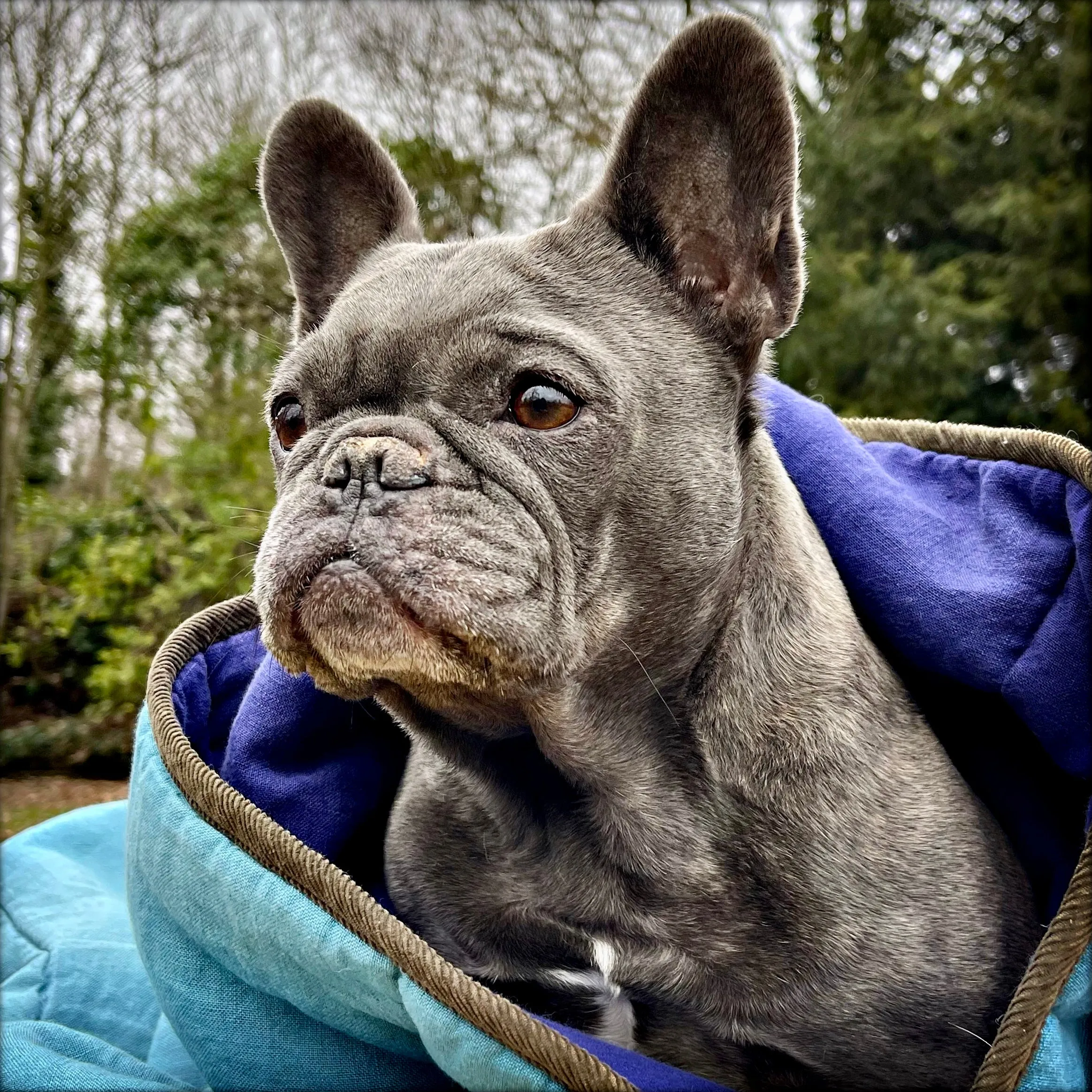 Padbury Linen Teal Blue & Blueberry Purple Luxury Quilted Reversible Dog Blanket
