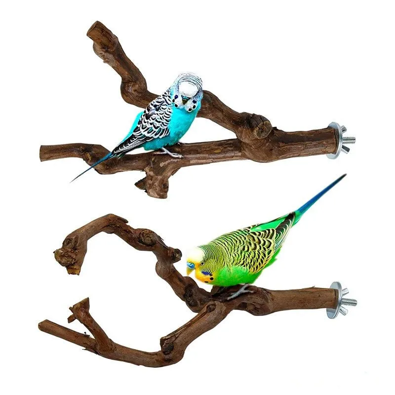 Pet Parrot Bird Standing Wood Stick