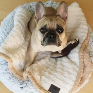 Tall Tails Micro Sherpa Bone Cream Blanket for Cats and Dogs